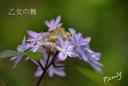 乙女の舞・・光則寺の山アジサイ 58