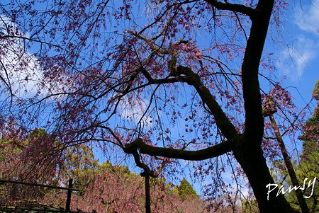 咲き始めの紅しだれ・・平安神宮神苑にて・・2