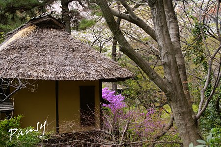 ミツバツツジの咲く・・草庵・・3