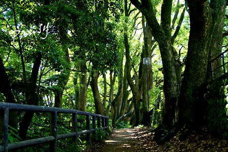 木立の小径・・小田原城址公園にて・・2
