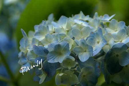 明月院 blue・・4