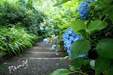 明月院 blue・・5