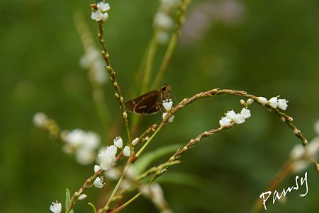 白花桜蓼（シロバナサクラタデ）と・・蝶・・