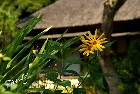 長月の浄智寺・・9