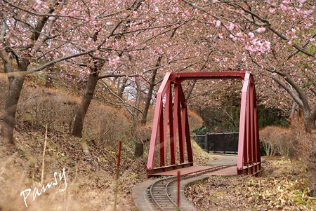 河津桜・・松田山 9