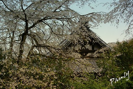 しだれ桜・・安国論寺・・5