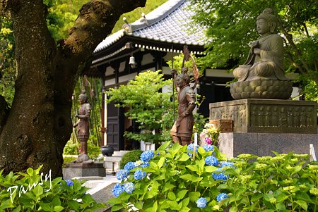 水無月の長谷寺・・1