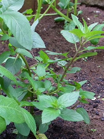 RIMG0552