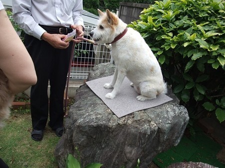 この上はナナちゃんの指定席らしいです