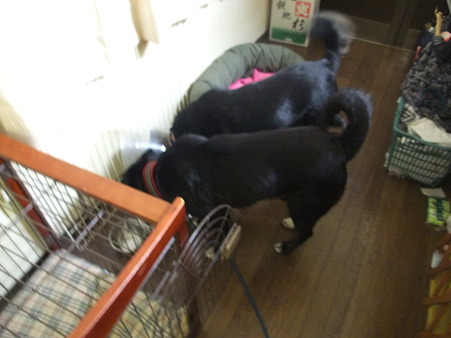 だけども一緒に水を飲める…??