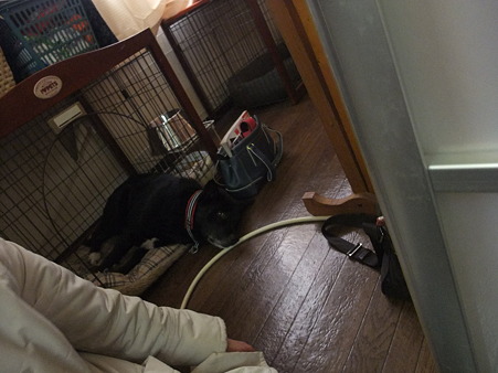 銀ちゃん、チラ見・・・