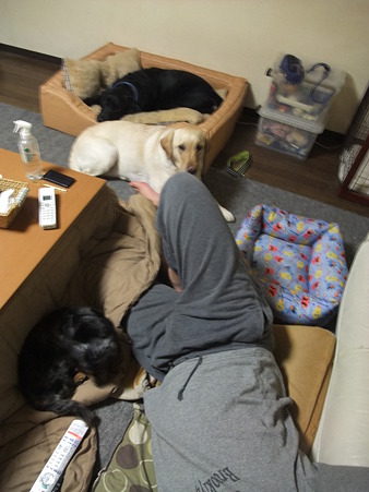 わらわらワンコの中でくつろぎ寝る旦那・・・