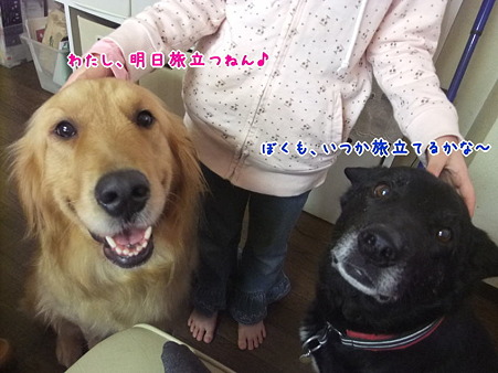 同じ日に保護した2頭(銀太とももか)