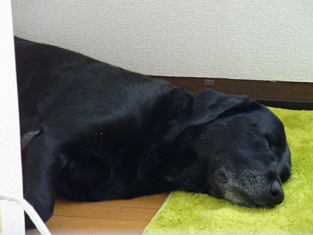 気持ち良さそうに寝ています