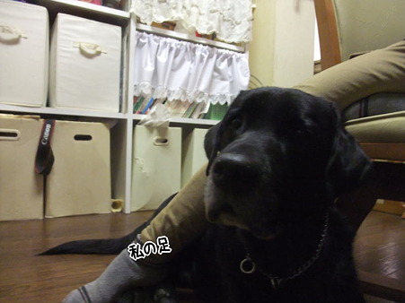 陸