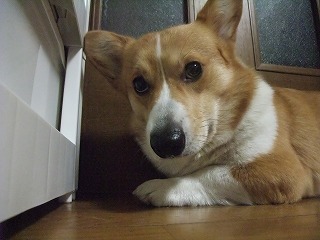 2010_0320雨の音に!!0017