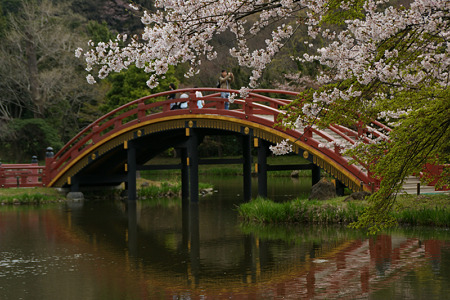 桜に染まる、阿字池の太鼓橋!(100403)
