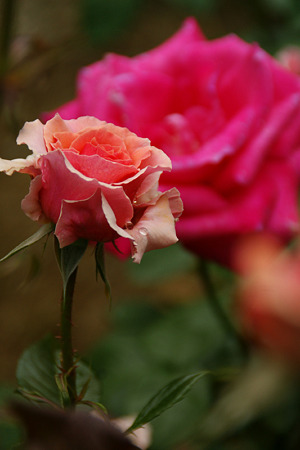 春薔薇!(100529)