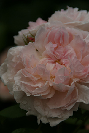 薔薇の大輪!(100529)