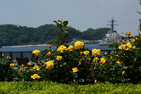 薔薇と海軍