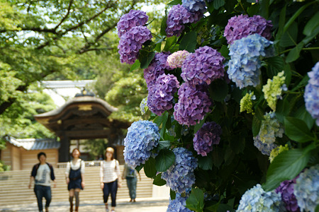 紫陽花の参道、円覚寺!(110625)