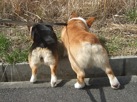 DSCF4506