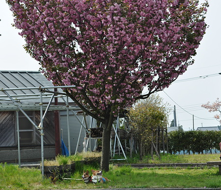 DSC_0324修正