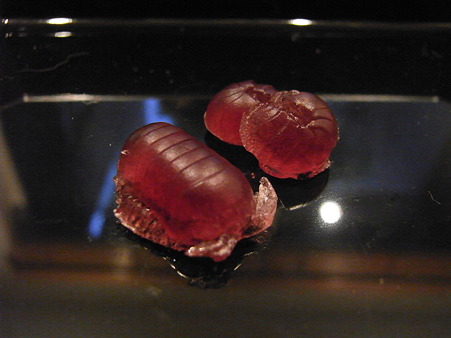 14.おまけ（ダンゴ虫も作りました…）