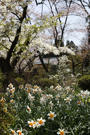 弥彦神社 - 09