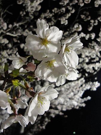 DSC01290
