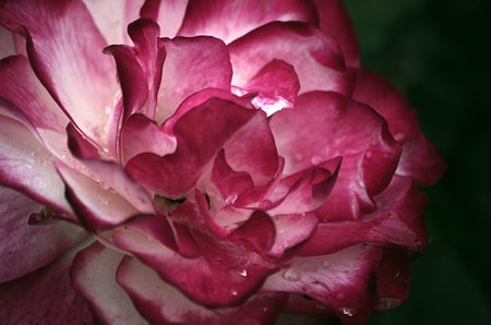 IMGP0514