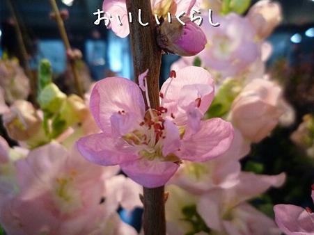 梅