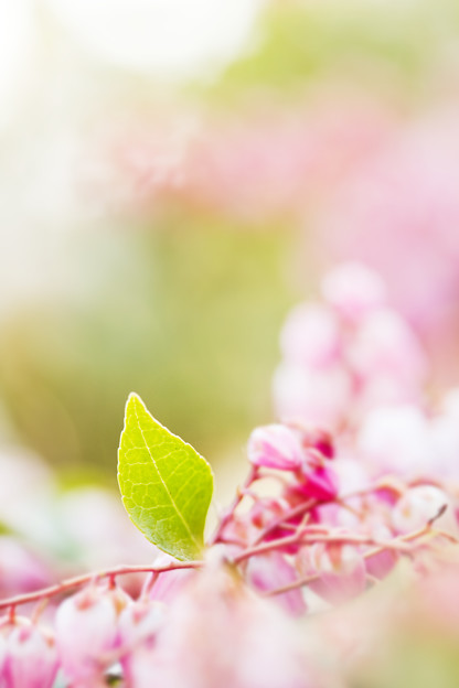 新芽の喜び