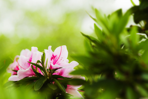 花の束