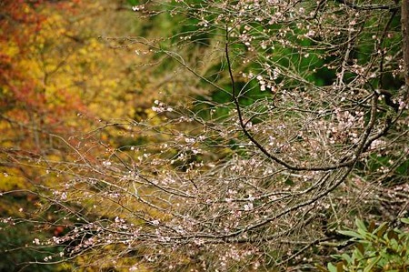 0911181039_DSC_0770