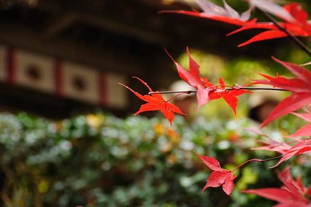 0911181444_DSC_1394