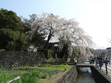 大原大しだれ桜(1)