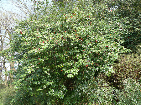 亀山公園(2)