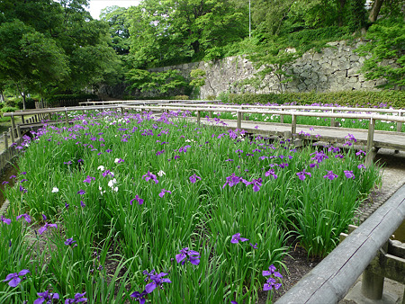 舞鶴公園の花菖蒲(2)