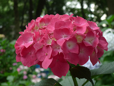 筥崎宮~紫陽花園(9)