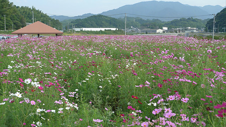 西郷川花園のコスモス(5)