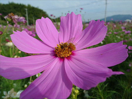 西郷川花園のコスモス(10)