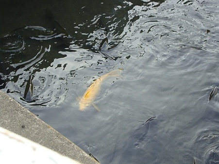黄色い鯉