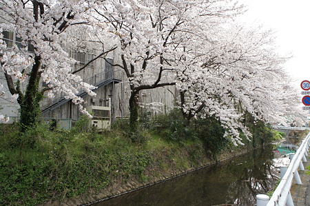 桜が覆う水辺