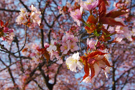 IMGP0487