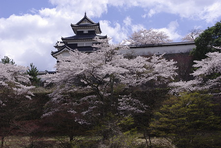 白河小峰城と桜