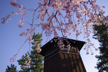 望楼と枝垂れ桜