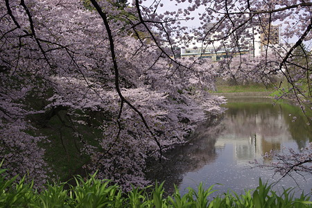 千鳥ヶ淵