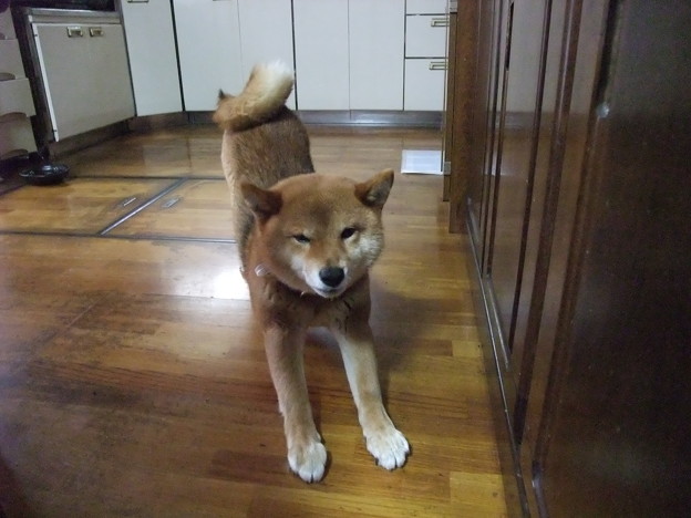 伸びる犬 写真共有サイト フォト蔵