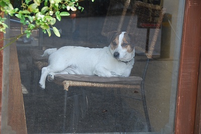 看板犬1